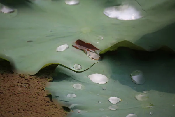 Концепція Природи Велика Рослина Листя Лотоса — стокове фото