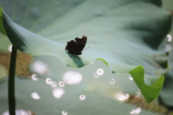 Відпустка Лотоса Метелик Концепція Природи — стокове фото
