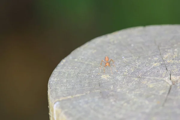 Semut Merah Sedang Mencari Makanan Cabang Hijau — Stok Foto