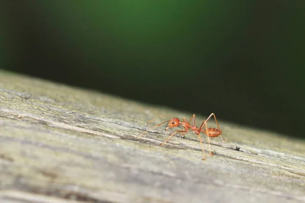 Formigas Vermelhas Estão Procura Comida Ramos Verdes — Fotografia de Stock