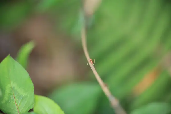 Κόκκινα Μυρμήγκια Ψάχνουν Για Τροφή Πράσινα Κλαδιά — Φωτογραφία Αρχείου