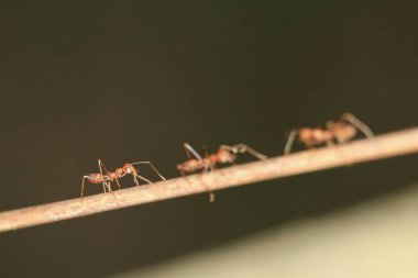 Kırmızı karıncalar yeşil dallarda yiyecek arıyorlar..