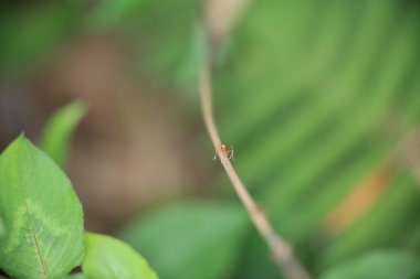 Kırmızı karıncalar yeşil dallarda yiyecek arıyorlar..