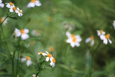 Doğa konsepti, yeşil bitkilerin fotoğrafı.