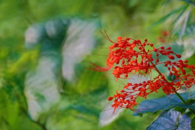 Doğa konsepti, yeşil bitkilerin fotoğrafı.