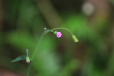 Doğa konsepti, yeşil bitkilerin fotoğrafı.