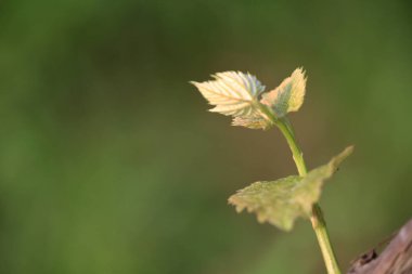 Doğa konsepti, yeşil bitkilerin fotoğrafı.