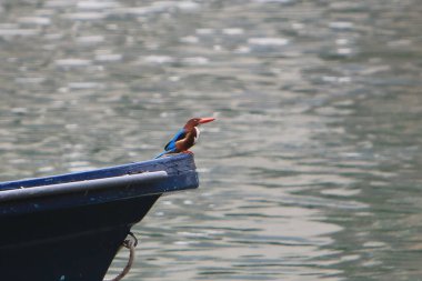 Beyaz boğazlı bir Kingfisher. Yakın çekim, kuş konsepti.