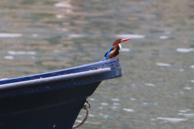 Beyaz boğazlı bir Kingfisher. Yakın çekim, kuş konsepti.