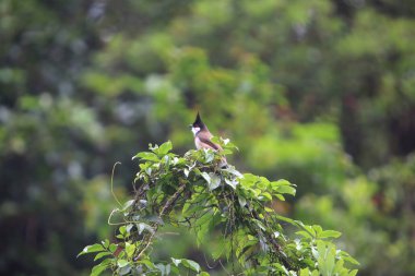 Kırmızı bıyıklı Bulbul kuşu, kuş konsepti.
