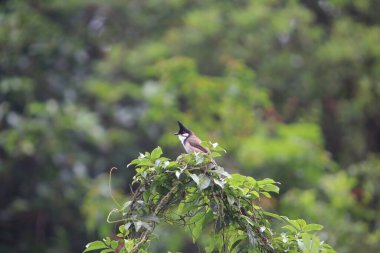Kırmızı bıyıklı Bulbul kuşu, kuş konsepti.
