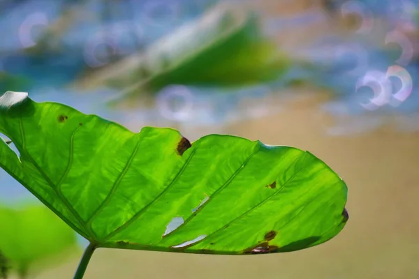 Naturkonceptet Stor Lotusbladplante - Stock-foto