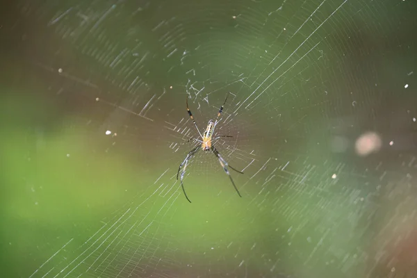Bahçe Örümceği Bulanık Arka Planlı Bir Tarlada Ağda — Stok fotoğraf
