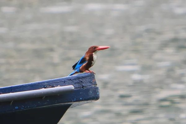 Stock image a White-throated Kingfisher Close up shoot , the bird concept