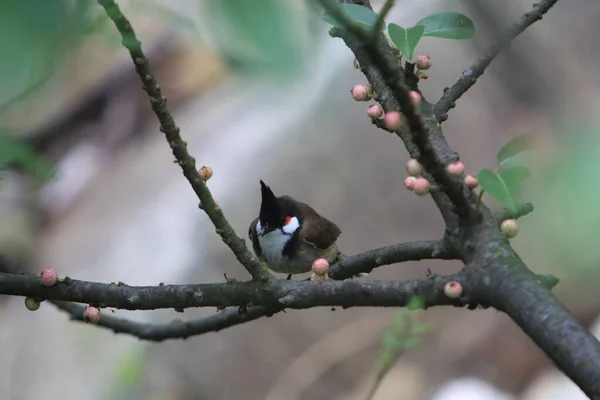 Oiseau Bulbul Moustachu Rouge Concept Oiseau — Photo