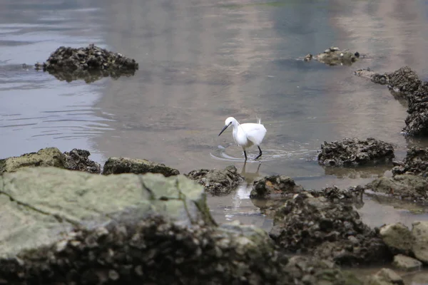 Stock image a Little Egret Fishing, the bird concept at nature