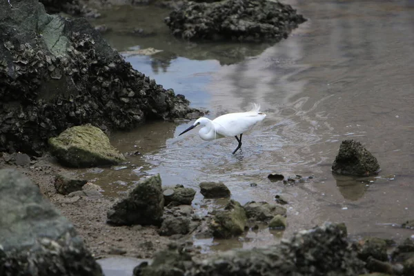 Little Egret Fishing Concepto Pájaro Naturaleza — Foto de Stock