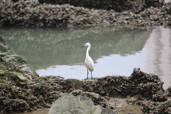 Little Egret Fishing Conceito Pássaro Natureza — Fotografia de Stock