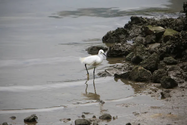 stock image a Little Egret Fishing, the bird concept at nature