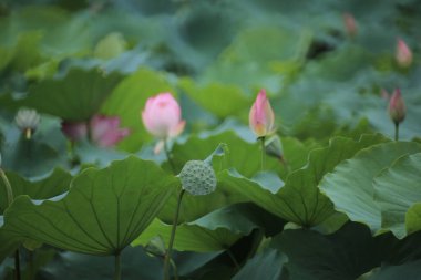 Göletteki nilüfer çiçeğine yaklaş, Çin