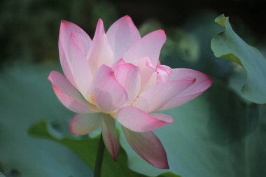 Göletteki pembe bir nilüfer çiçeğine yaklaş