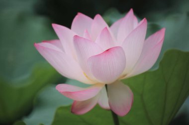 Göletteki pembe bir nilüfer çiçeğine yaklaş