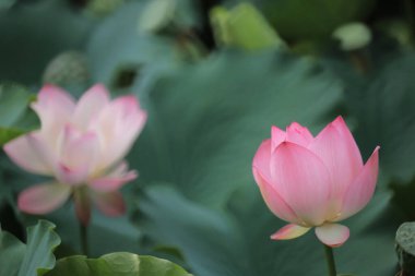 Göletteki pembe bir nilüfer çiçeğine yaklaş