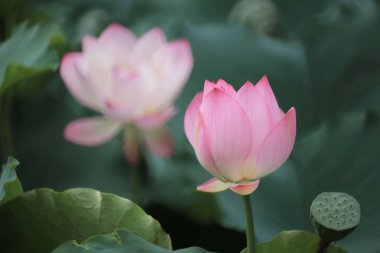 Göletteki pembe bir nilüfer çiçeğine yaklaş