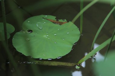 bir doğa konsepti, bitkiler ve çiçekler