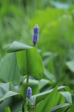 bir doğa konsepti, bitkiler ve çiçekler