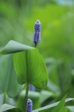 bir doğa konsepti, bitkiler ve çiçekler