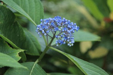 bir doğa konsepti, bitkiler ve çiçekler