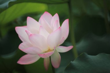 Göletteki nilüfer çiçeğine yaklaş, Çin