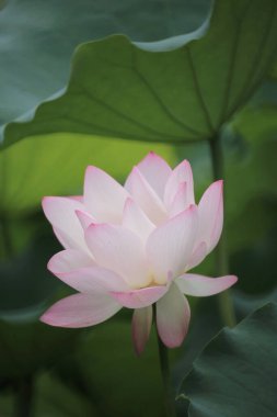 Göletteki nilüfer çiçeğine yaklaş, Çin