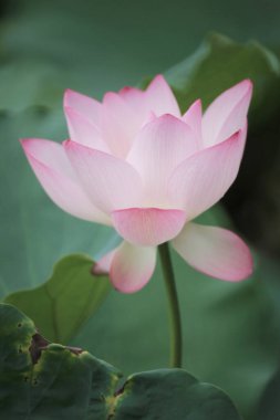 Göletteki nilüfer çiçeğine yaklaş, Çin