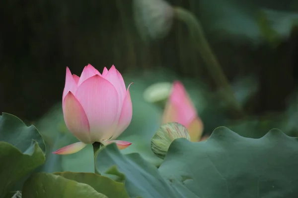 Nahaufnahme Einer Lotusblume Einem Teich China — Stockfoto