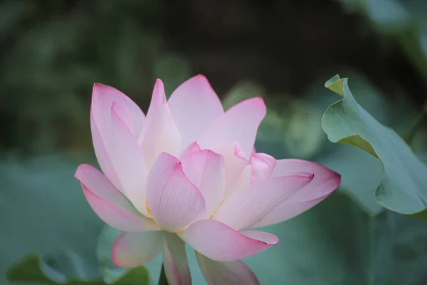 연못에 분홍빛 연꽃의 — 스톡 사진