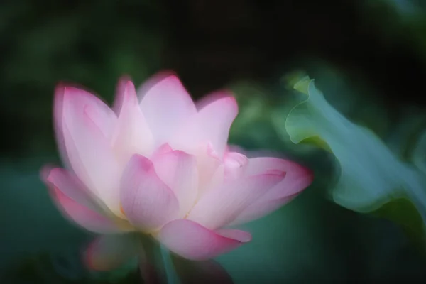 Close Van Een Roze Water Lotus Bloem Een Vijver — Stockfoto