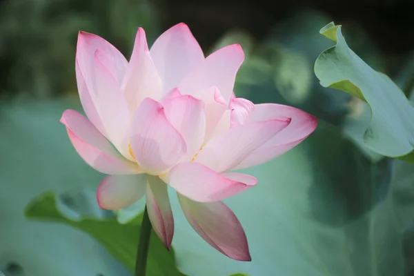 池塘里一朵粉红的荷花的近景 — 图库照片