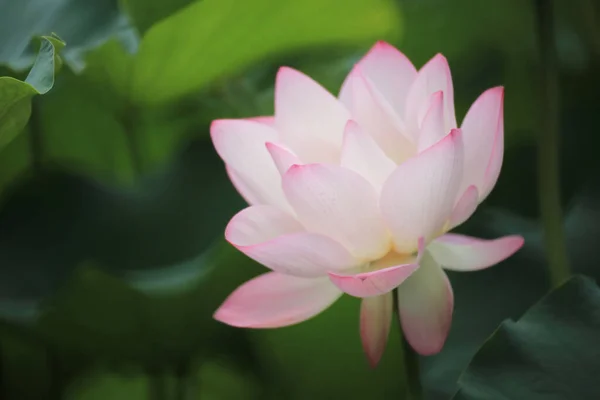 Primer Plano Una Flor Loto Agua Rosa Estanque —  Fotos de Stock