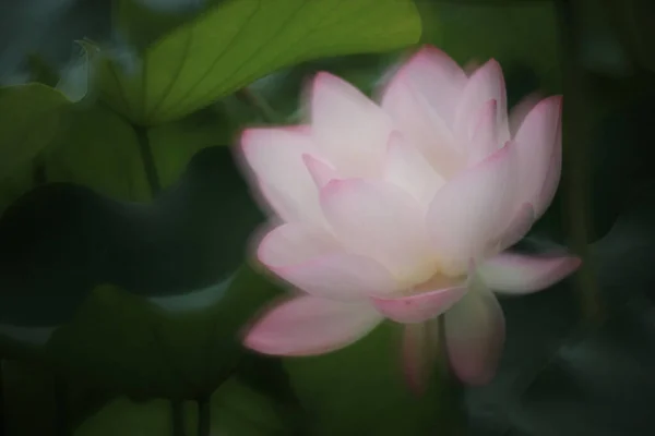 池のピンク色の水蓮の花の閉じる — ストック写真
