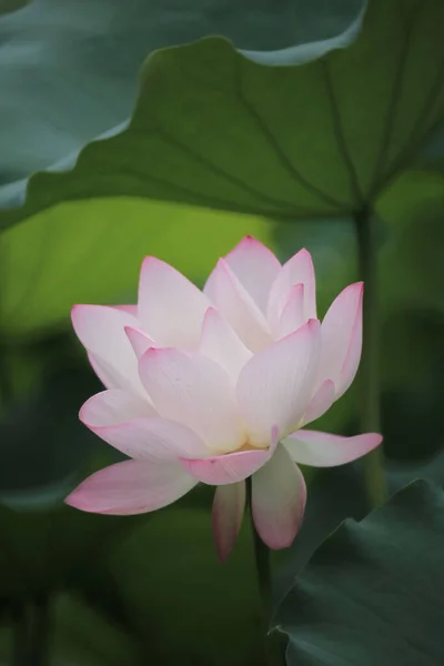 Gros Plan Une Fleur Lotus Rose Dans Étang — Photo