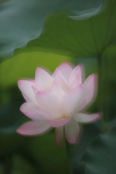 Nærbillede Lyserød Vand Lotus Blomst Dam - Stock-foto