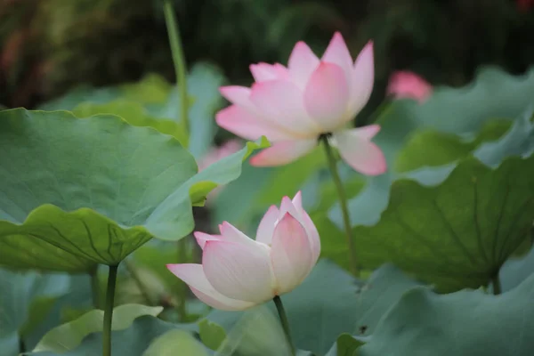 Zamknij Różowy Kwiat Lotosu Wodnego Stawie — Zdjęcie stockowe