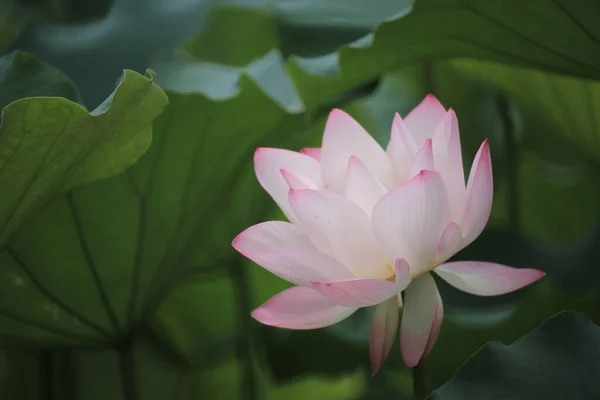 Close Pink Water Lotus Flower Pond — Stock Photo, Image