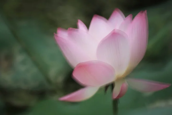 Göletteki Pembe Bir Nilüfer Çiçeğine Yaklaş — Stok fotoğraf