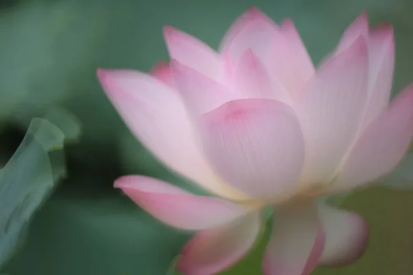 Крупним Планом Рожева Квітка Водяного Лотоса Ставку — стокове фото