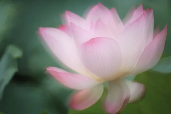 Закрыть Розовый Водяной Цветок Лотоса Пруду — стоковое фото