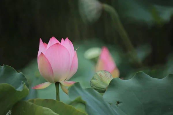 Nahaufnahme Einer Rosa Wasserlotusblume Einem Teich — Stockfoto