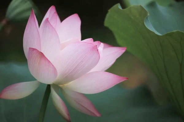 Gros Plan Une Fleur Lotus Rose Dans Étang — Photo